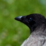 Bird Crow Animal Plumage Feathers  - papazachariasa / Pixabay